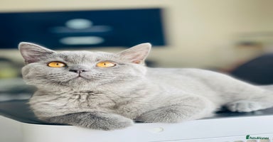 British Shorthair cats - Advert 16