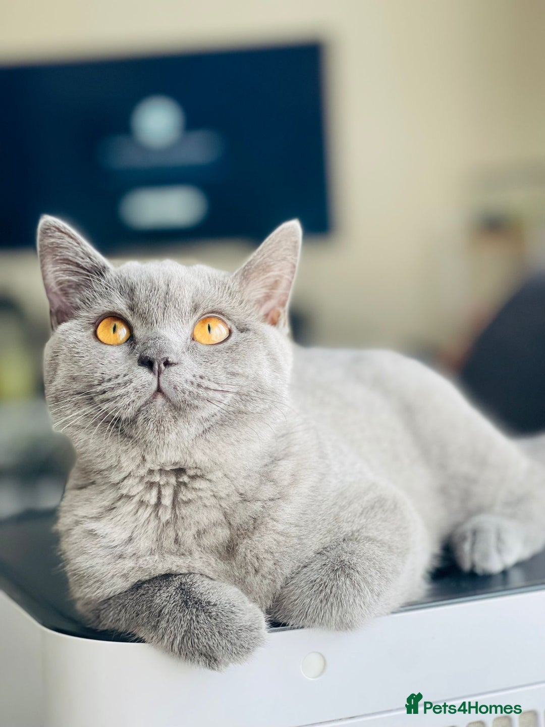 British Shorthair cats for sale: British Shorthair-Female - Image 3