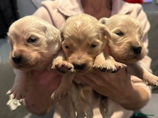 Golden Retriever dogs 5 outstanding KC golden retriever puppies - Advert 13