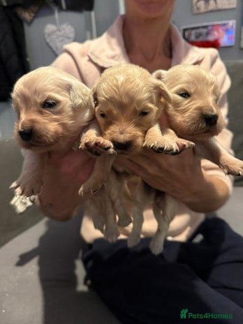 Golden Retriever dogs - Advert 2