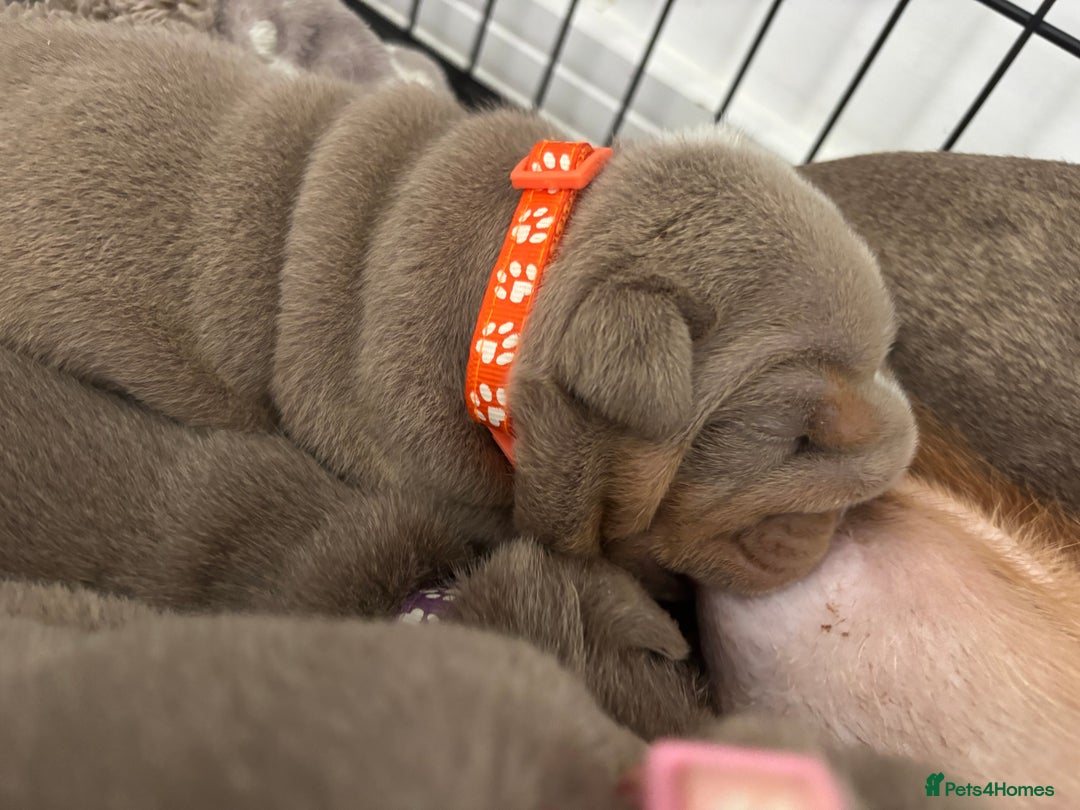 English Bulldog dogs for sale: Chunky English bulldog puppies!! - Image 2