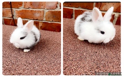 French Lop rabbits for sale: 2 lovely bunny’s left  - Image 2