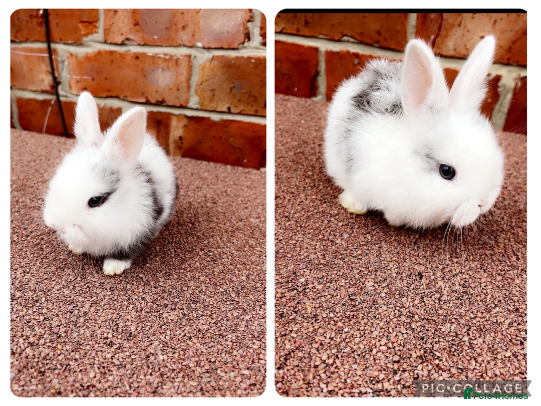 French Lop rabbits for sale: 2 lovely bunny’s left  - Image 2
