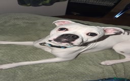 Mixed Breed dogs for sale: Mixed breed for rehoming - Advert 8