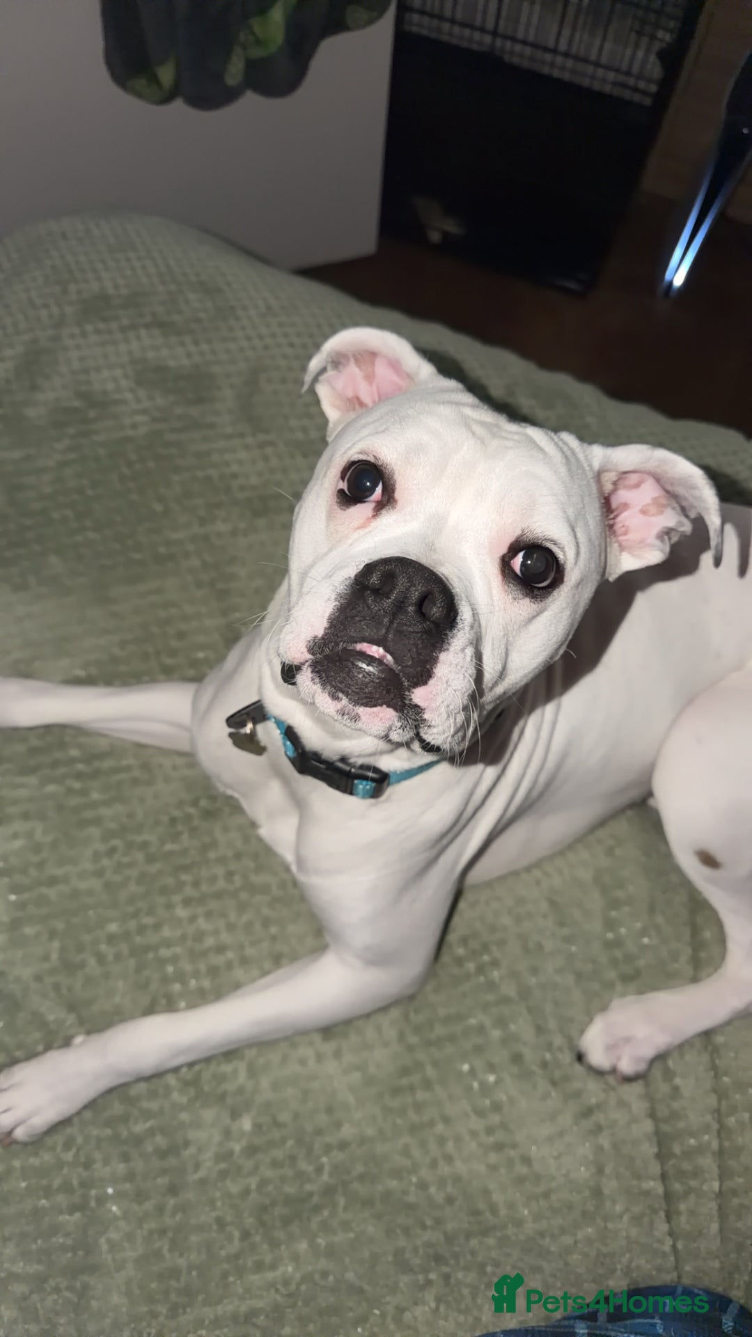 Mixed Breed dogs for sale: Mixed breed for rehoming - Advert 8