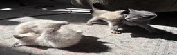 Oriental cats for sale: 6 happy, playful and lovable kittens. in Liverpool - Advert 17