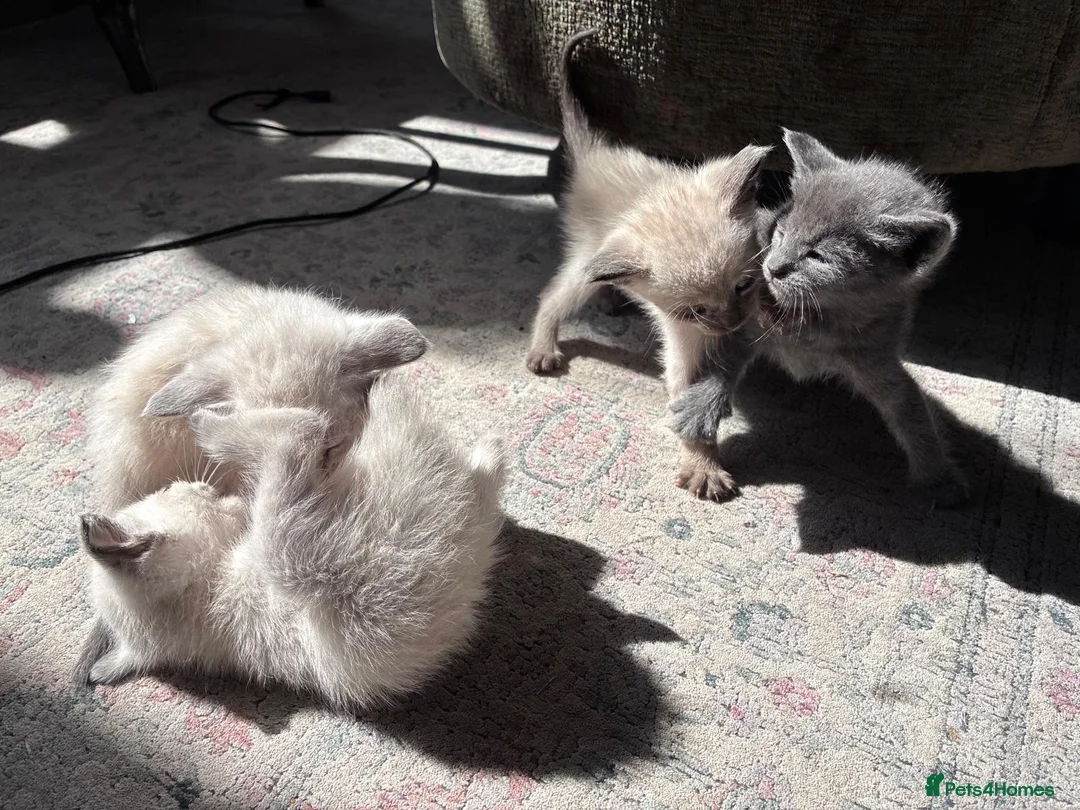 Oriental cats for sale: 6 happy, playful and lovable kittens. in Liverpool - Advert 17