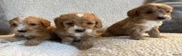 Cockapoo dogs for sale: F1bcockapoo puppies - DNA Health test clear  in Staines - Advert 3