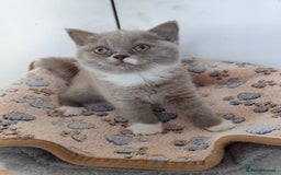 British Shorthair cats for sale: READY NOW Beautiful British Shorthair Kittens - Image 9