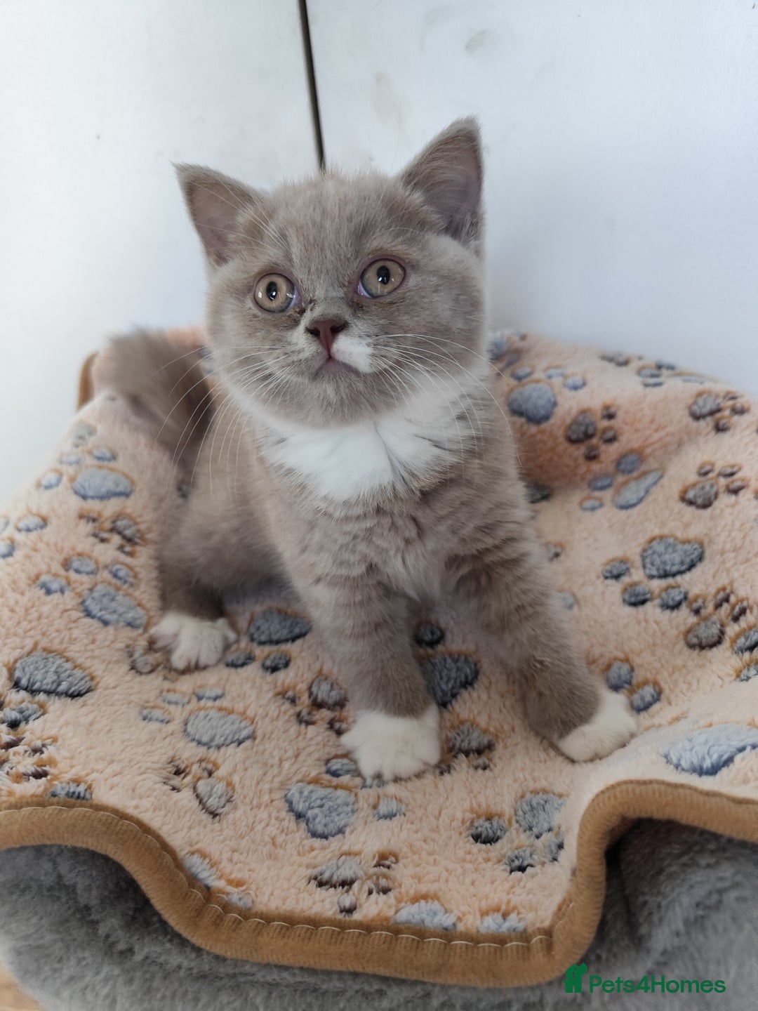 British Shorthair cats for sale: READY NOW Beautiful British Shorthair Kittens - Image 9