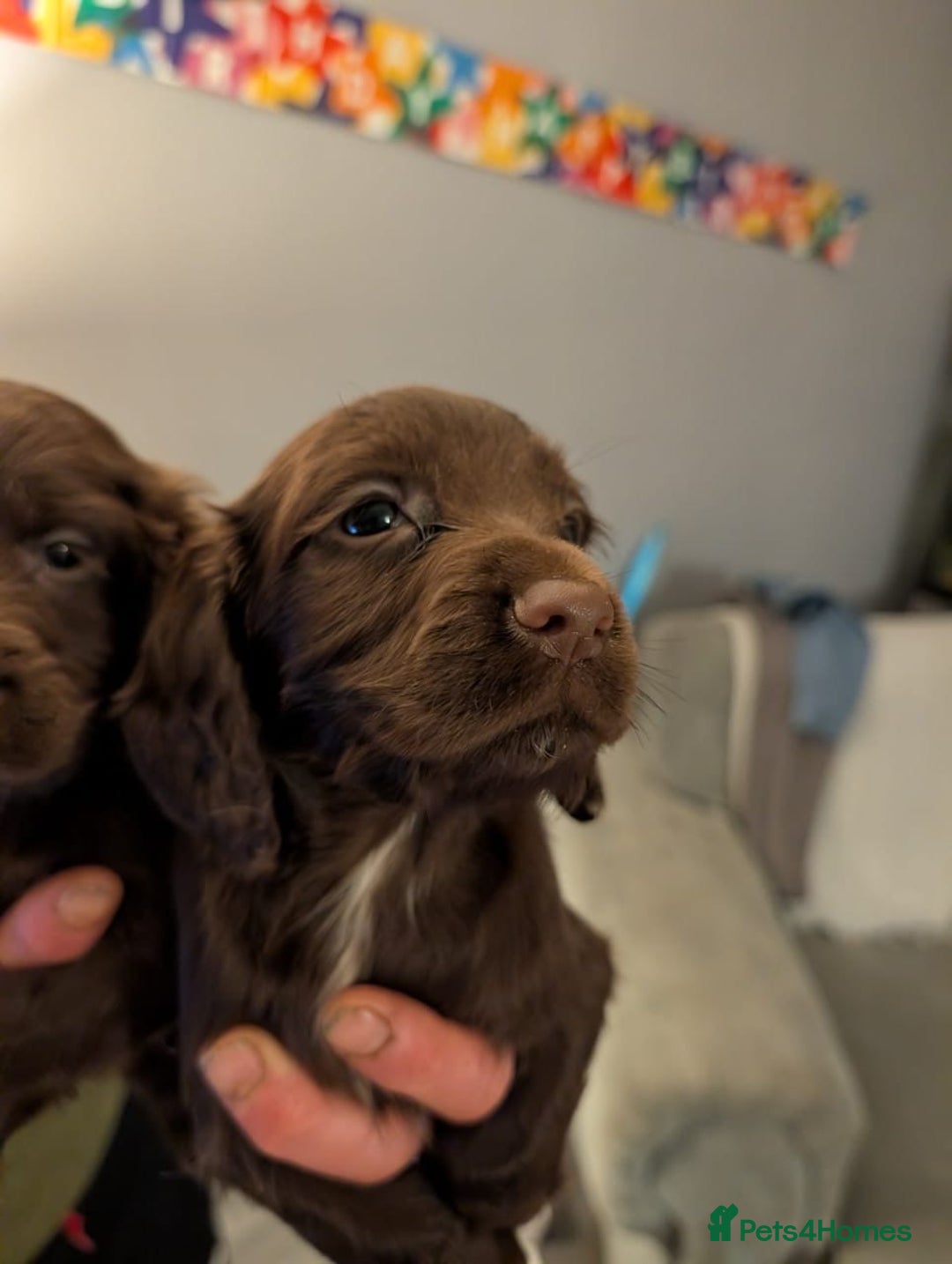 Cocker Spaniel dogs for sale: 2 Chocolate Cocker boys Working type 8 weeks old  - Advert 3