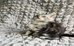 Maine Coon cats for sale: Maine coon kittens TICA registered  - Image 21