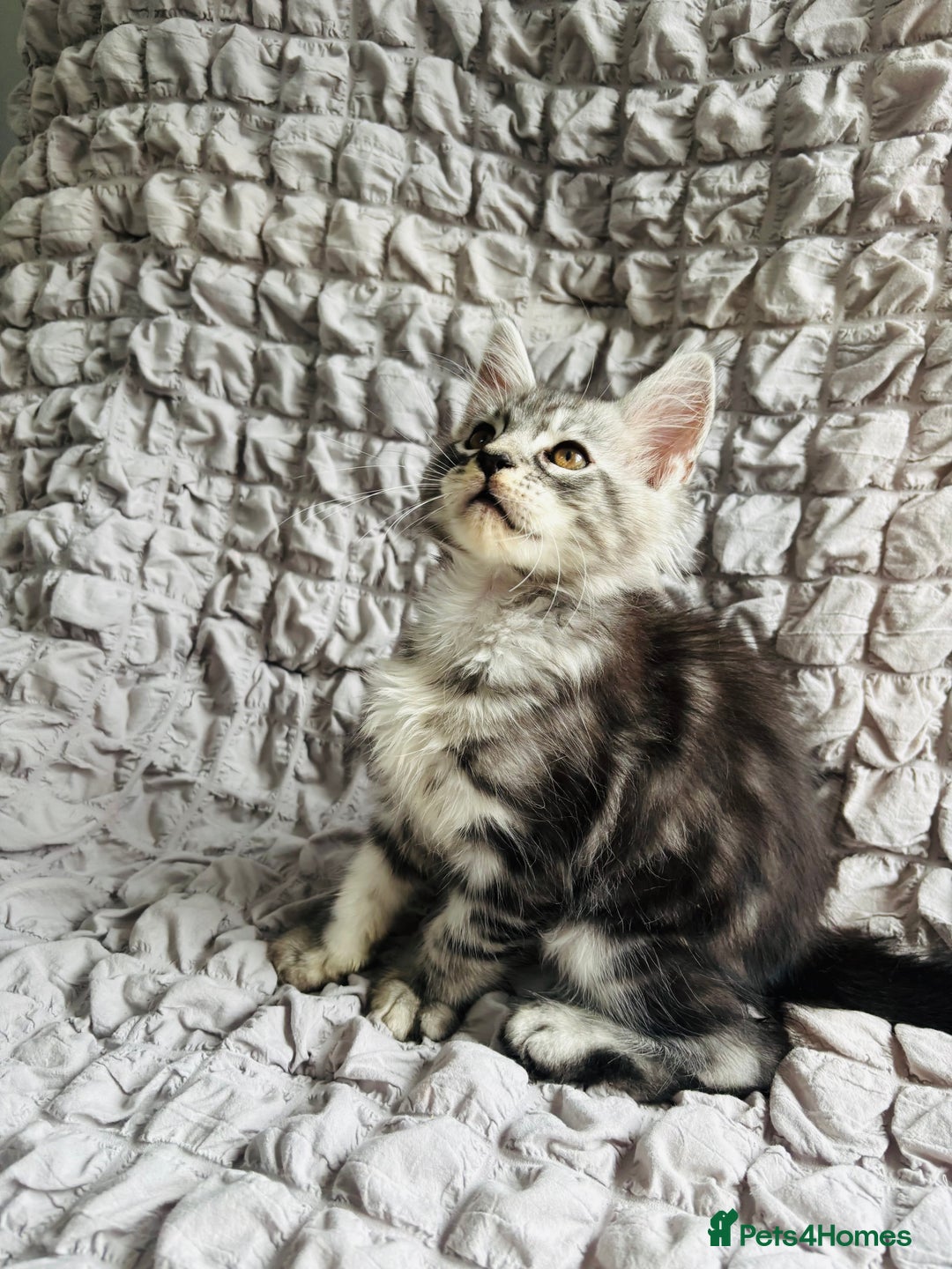 Maine Coon cats for sale: Maine coon kittens TICA registered  - Image 21