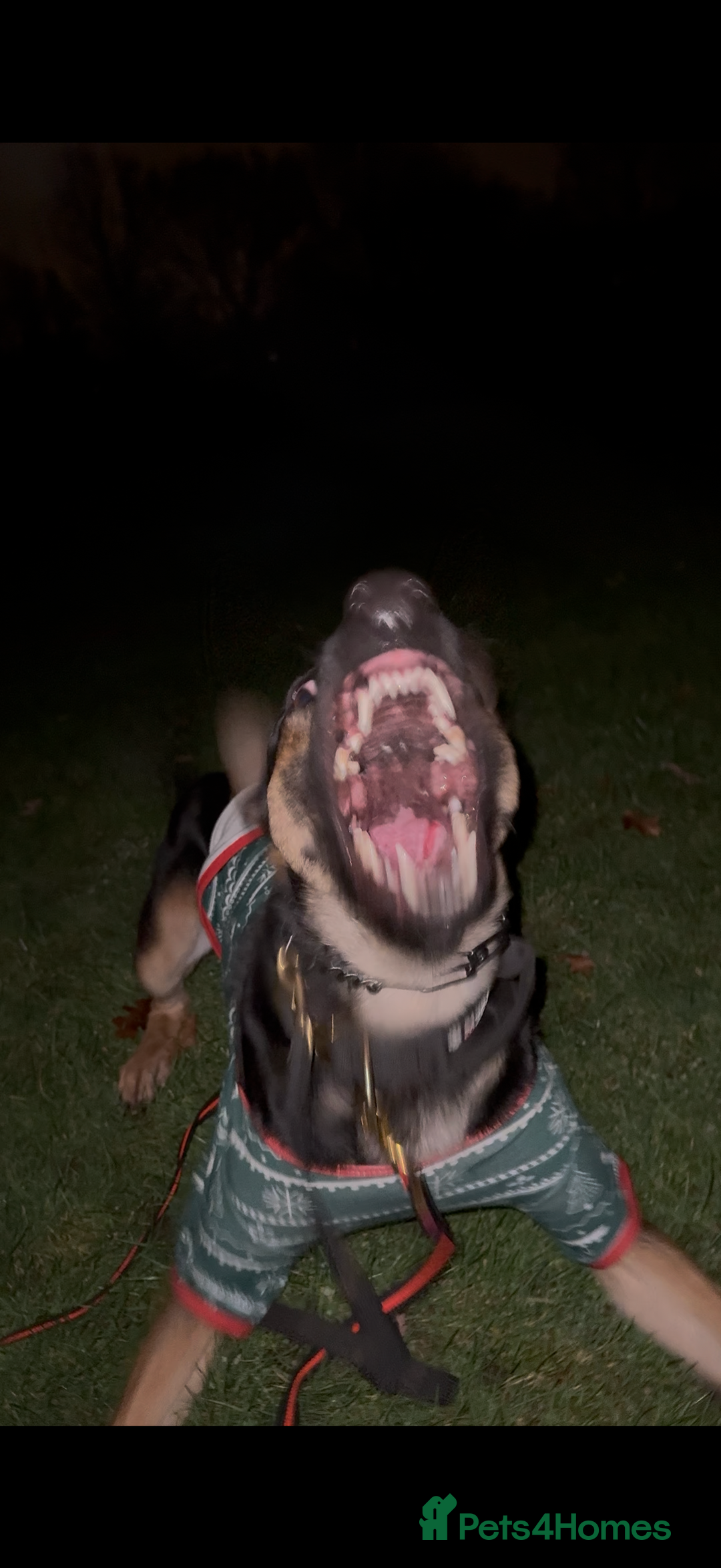 Belgian Shepherd Dog dogs for stud: Cairo !! DUTCH HERDER!! Protection Trained.  - Advert 4