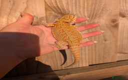 Bearded Dragon reptiles for sale: Baby bearded dragons  - Image 18