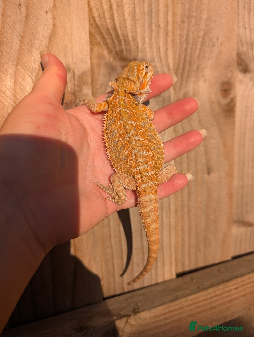 Bearded Dragon reptiles for sale: Baby bearded dragons  - Image 18