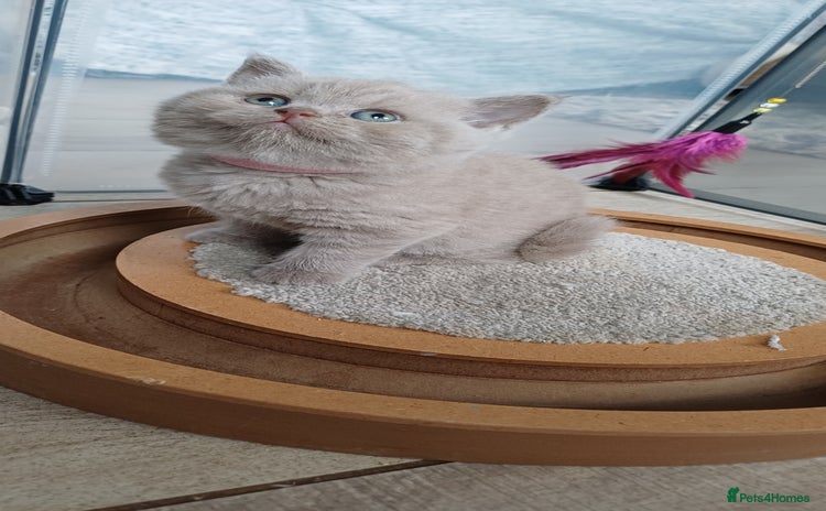 British Shorthair cats - Advert 2