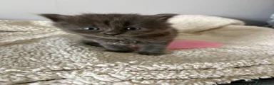Mixed Breed Kitten 5