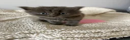Mixed Breed cats for sale: Stunning kittens  - Advert 6
