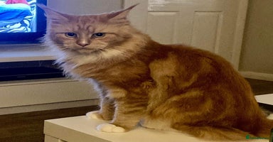 Maine Coon cats - Advert 7