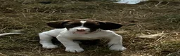 Sprollie dogs for sale: Gorgeous Sprollie puppies - Advert 7