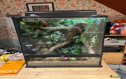 Gecko reptiles for sale: Crested Gecko - Advert 1