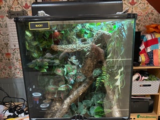 Gecko reptiles Crested Gecko - Advert 2