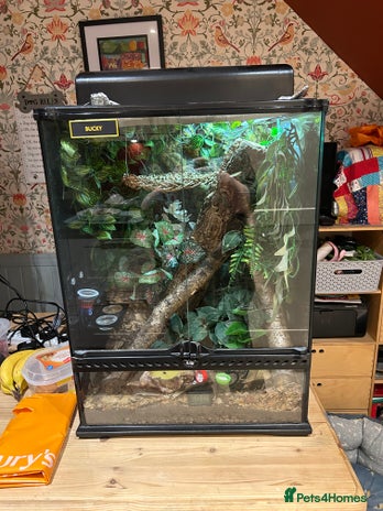 Gecko reptiles Crested Gecko - Advert 2