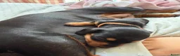 Miniature Dachshund dogs for sale: Our mini dachshund litter has arrived in Cheltenham - Advert 3