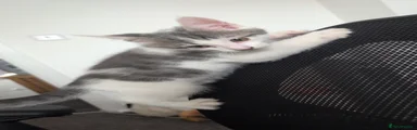 Aura
