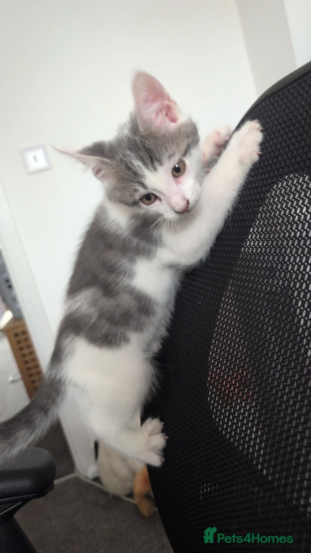 Domestic Shorthair cats for sale: Beautiful Female & Boy Kittens Looking 4 Homes in Westbury - Advert 2