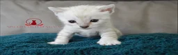 Bengal cats for sale: ✨️ glitter snow champion bengal kittens ✨️ - Advert 4