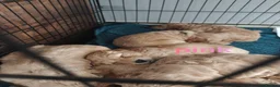 Cockapoo dogs for sale: Beautiful Cockapoo Puppies🐾 - Advert 18