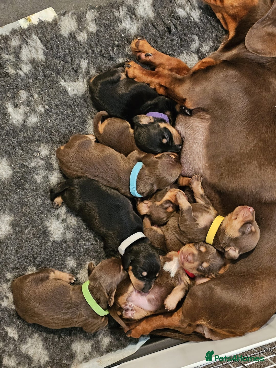 Miniature Dachshund dogs for sale: 4 week old Miniature Dachshunds - Image 15