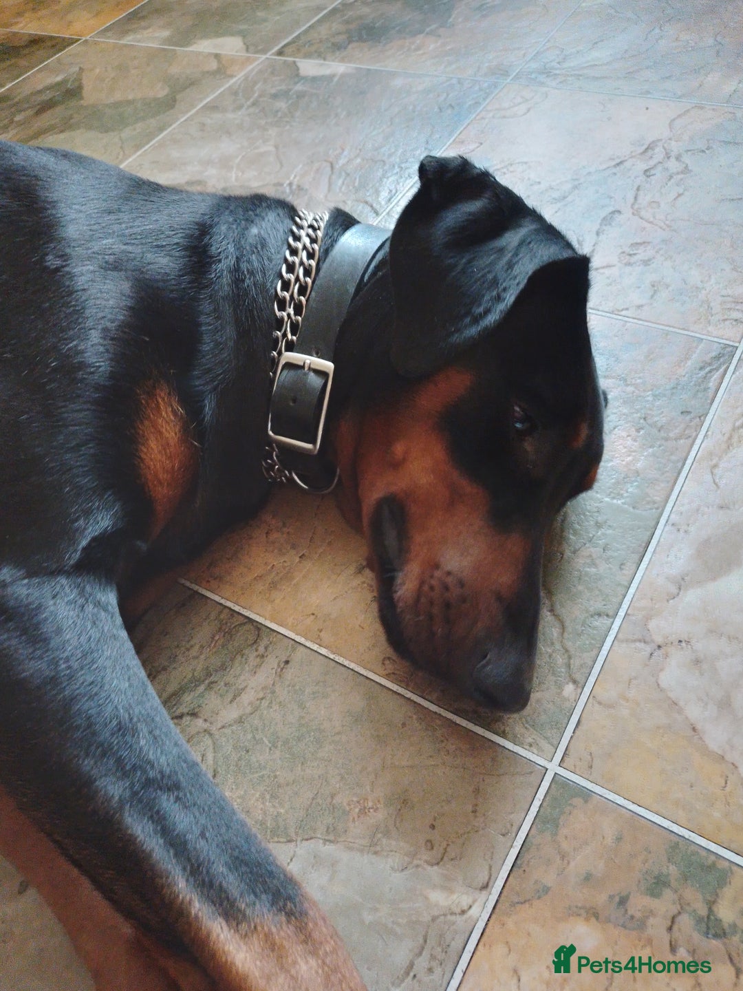 Dobermann dogs for sale: Dobermann Bitch 3 1/2 years old - Advert 8