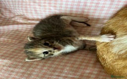 Domestic Shorthair cats for sale: Litter of 9 Beautiful Kittens - Image 13