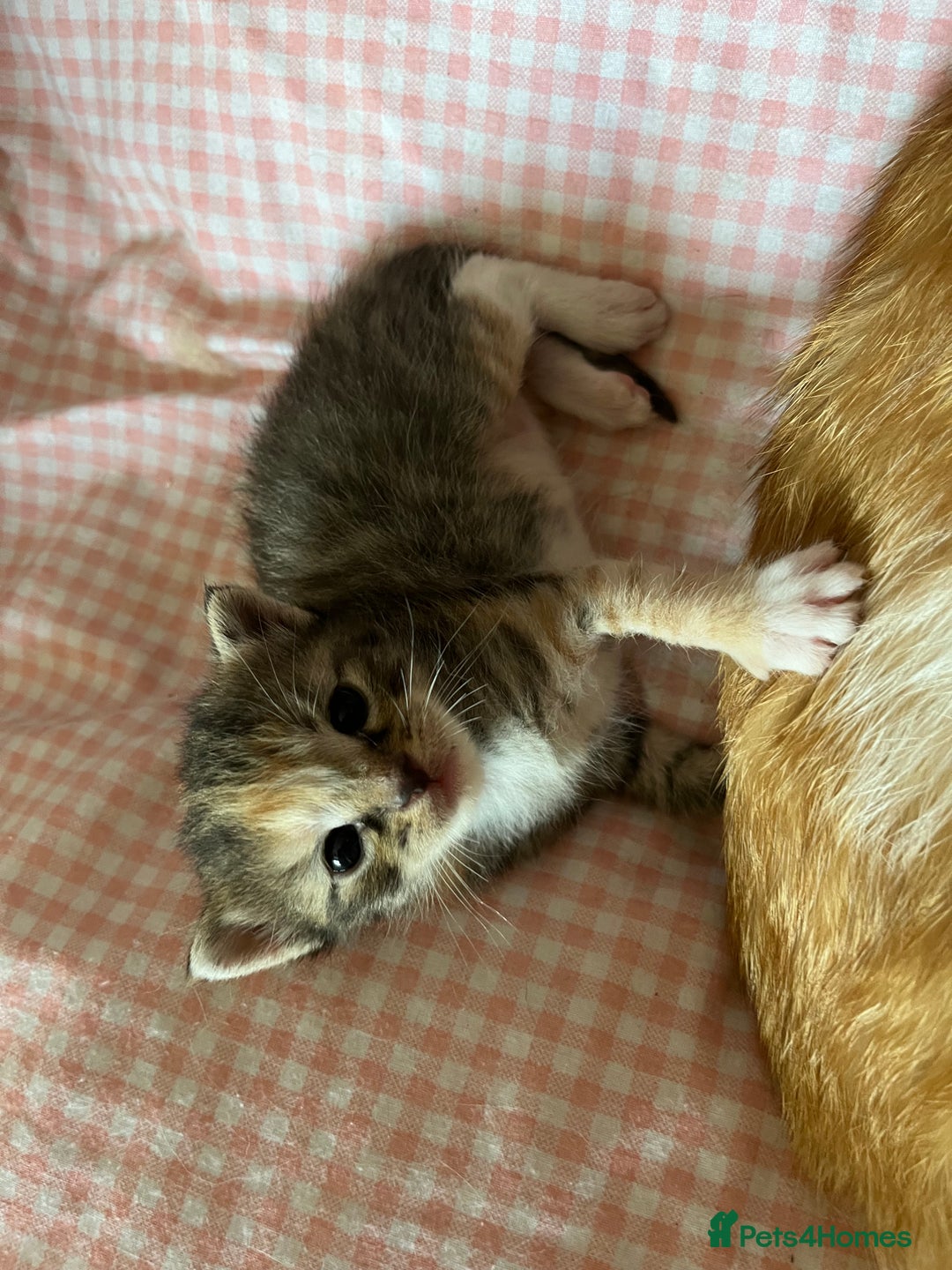 Domestic Shorthair cats for sale: Litter of 9 Beautiful Kittens - Image 13