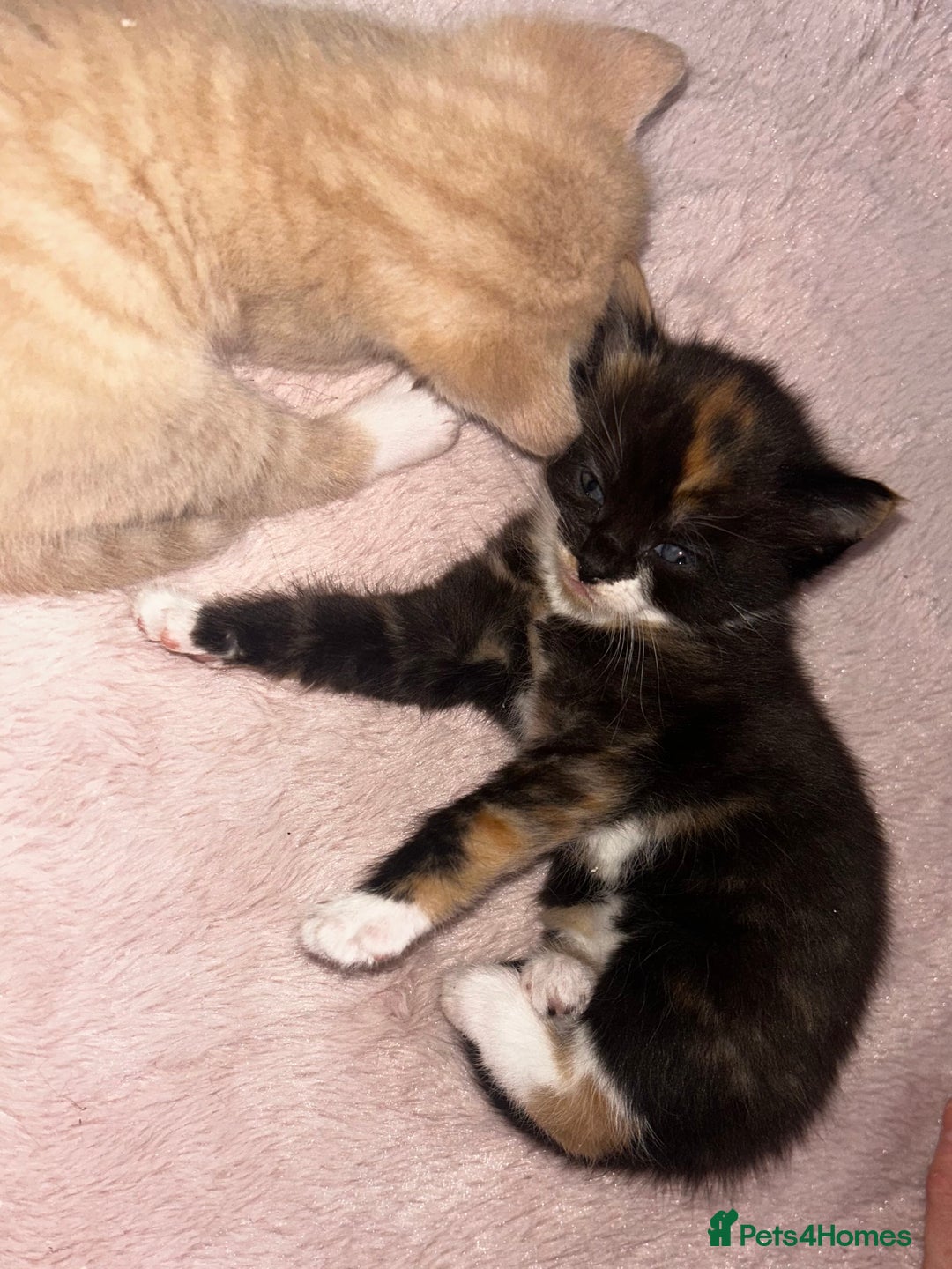 British Shorthair cats for sale: Four Adorable Kittens 🤍 - Advert 11
