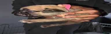 Cane Corso 7
