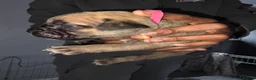 Cane Corso dogs for sale: Cane corso puppies - Advert 4