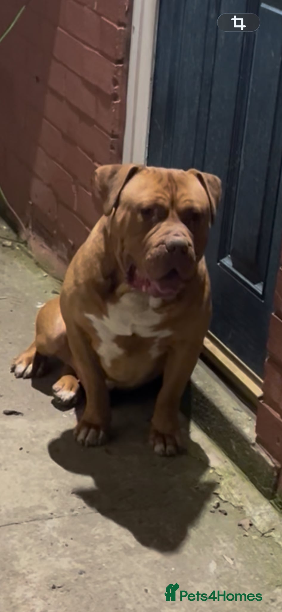American Bull Staffy dogs 2 year old male  - Advert 3