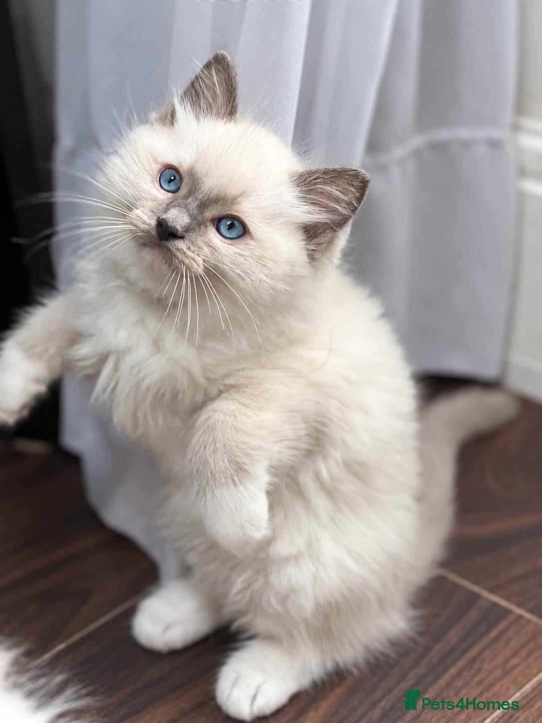 Ragdoll cats Blue mitted male kitten for sale - Advert 1