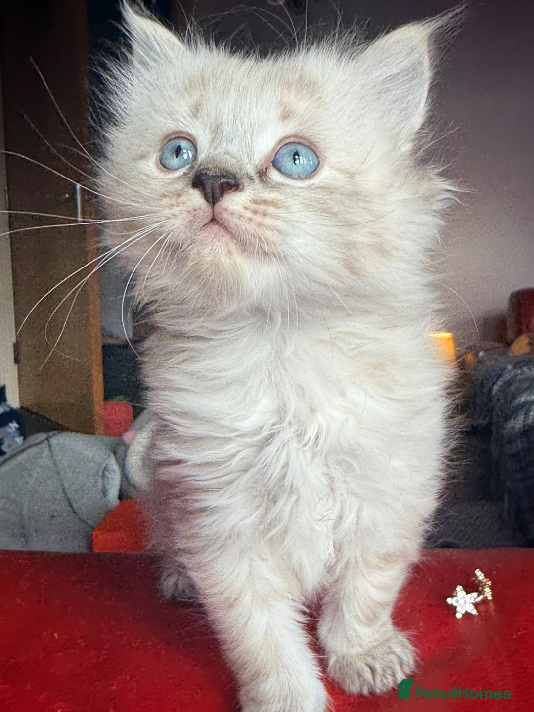 Ragdoll cats for sale: 💫 RAGDOLL CROSS KITTENS - A BIT OF MAGIC FLUFF 💫 - Advert 1