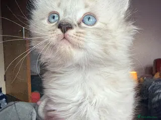 Ragdoll cats 💫 RAGDOLL CROSS KITTENS - A BIT OF MAGIC FLUFF 💫 - Advert 3