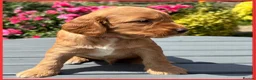 Cockapoo dogs for sale: Gorgeous Fox Red F1 Cookapoos  - Advert 24