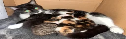 Mixed Breed cats for sale: 4 beautiful kittens  - Advert 3