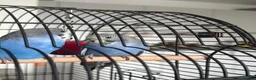 Budgerigars birds for sale: Two bonded budgies  - Advert 2