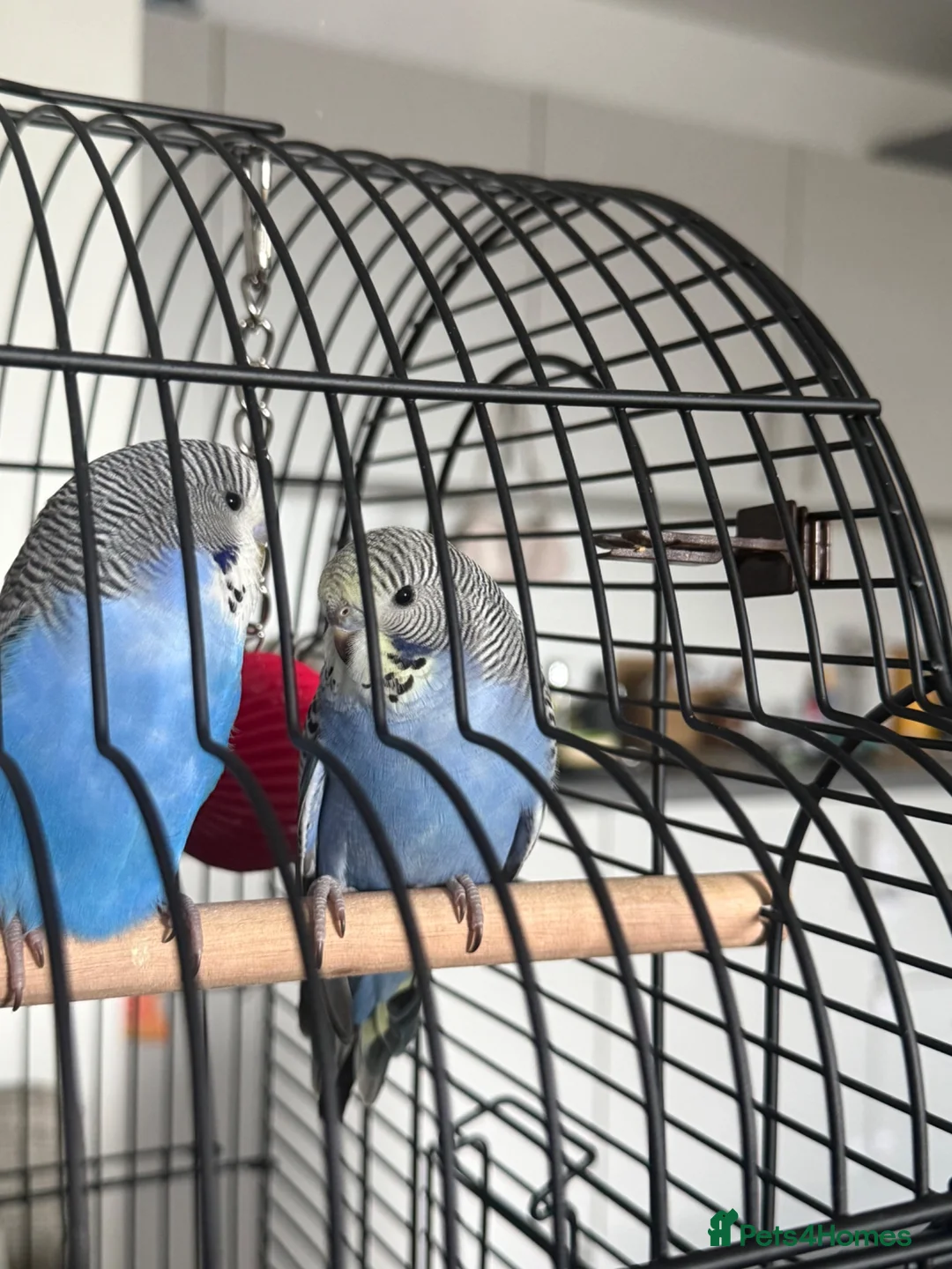 Budgerigars birds for sale: Two bonded budgies  - Advert 2