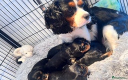 Cavalier King Charles Spaniel dogs for sale: Gorgeous KC Health tested cavalier puppies - Image 8