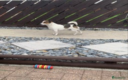 Jack Russell dogs for stud: Jack Russell for stud in Seaham - Image 6